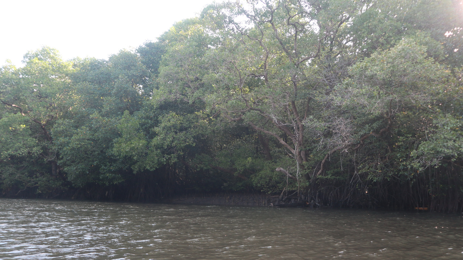 Marine Conservation Project: Mangrove (Part 1)