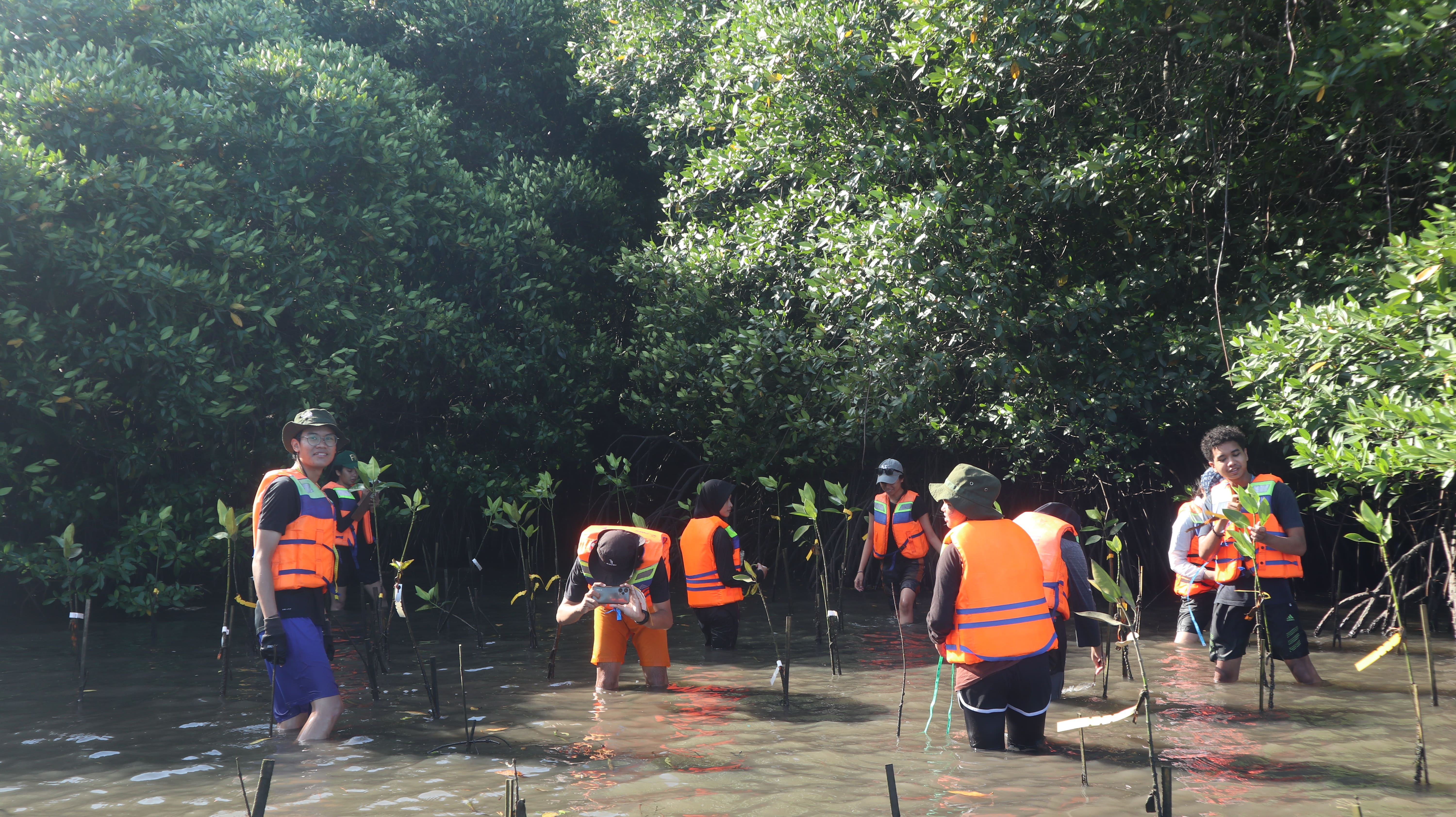 Pemantauan dan Pengamatan Bibit Mangrove